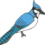 Blue-Jay-150x150